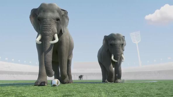 Sportující zvířata