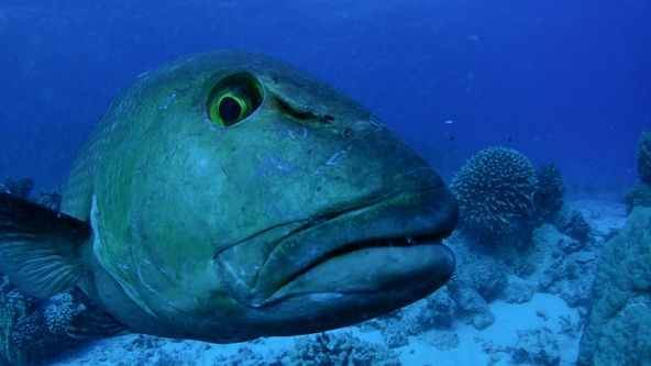 Bojovníci na vlnách