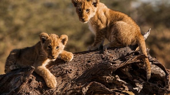 Nelítostné království (3)