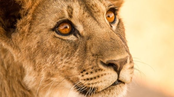 Mizející králové: Lvi Namibu II