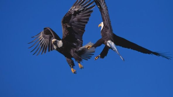 Zvířecí klub rváčů III (7)