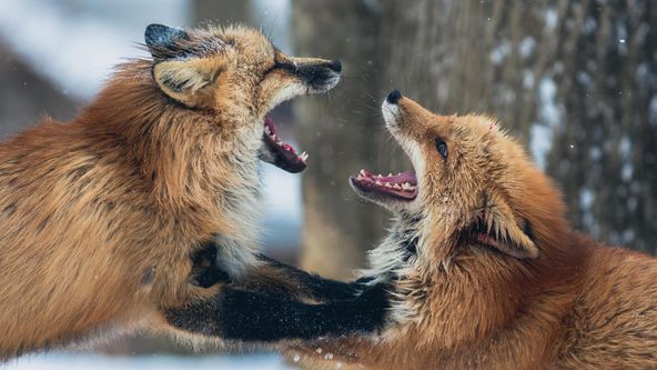 Divoké bojiště (4)