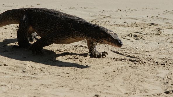 Tajný život predátorů (3)