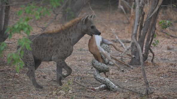 Smrtící safari (1)