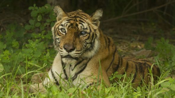 Nejznámější tygřice