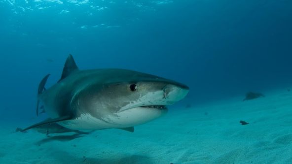 Pláž žraloka tygřího