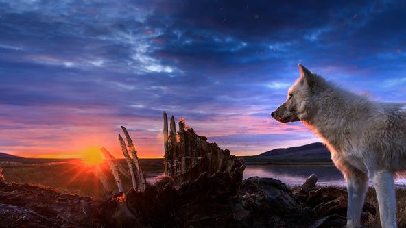 Království vlka arktického (1)