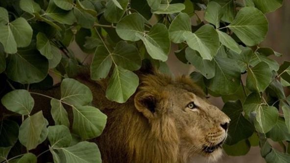 Tajemství indické divočiny (3)