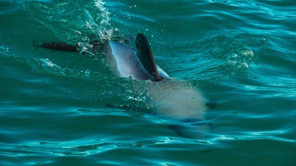 Delfíni jižních moří