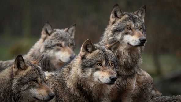 Hromadné útoky v přírodě (1)