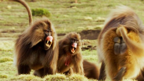 Zvířata vs přežití (3)