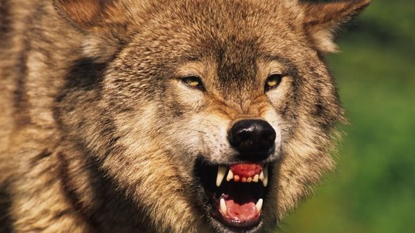 Zvířecí výzbroj (1)