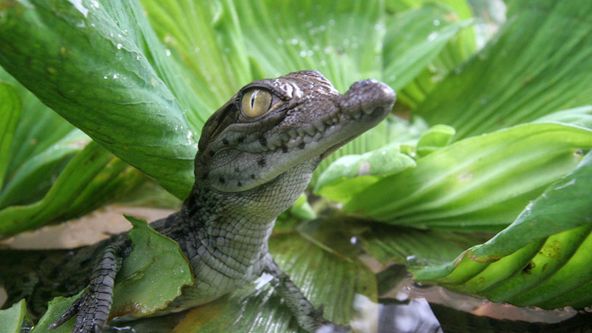 Souboj draků z bažin