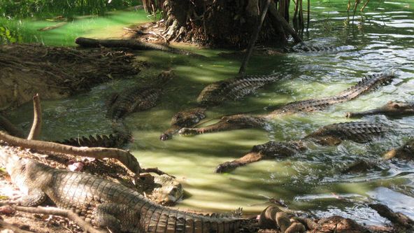 Když krokodýli pojídali dinosaury