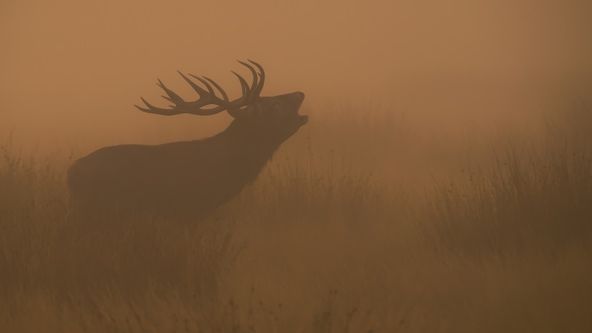 Divoké ostrovy Irska s Eoinem Warnerem (1)