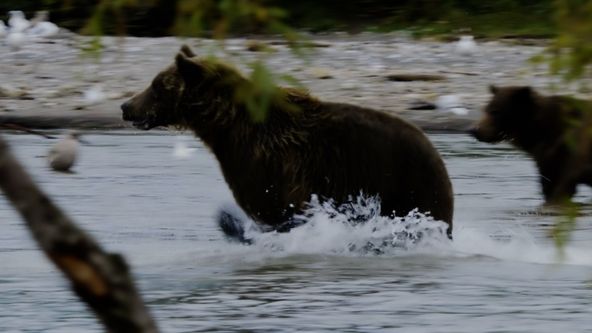 Zvířata vs přežití (3)