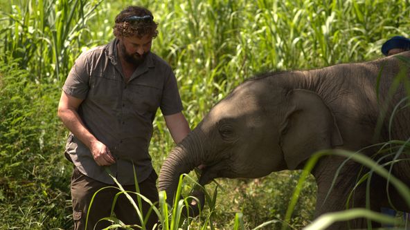 Nemocnice pro slony II (1)