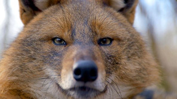 Evropská divočina II (3)