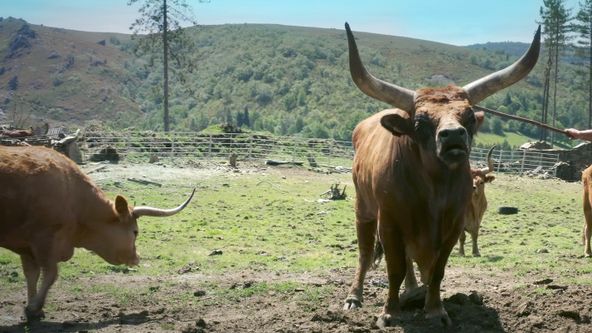 Múú! Impozantné rohy (4)