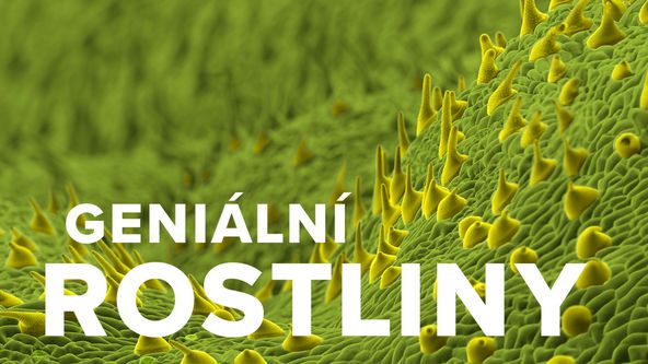 Geniální rostliny (2/2)