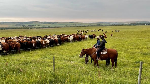 Divočina Patricka Aryeeho (2)