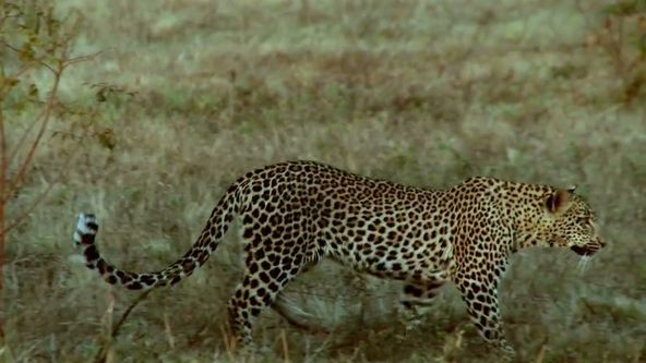 Zabijáci v divočině II (2)