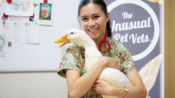 Veterináři pro neobvyklá domácí zvířata (1)