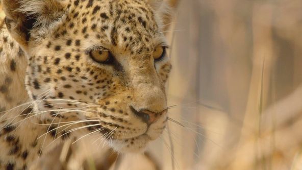 Afričtí lovci II (5)