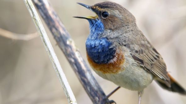 Marker Wadden: Ostrovy pro přírodu
