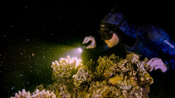 Velký bariérový útes