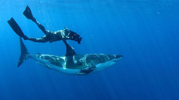 Invaze žraloků bílých