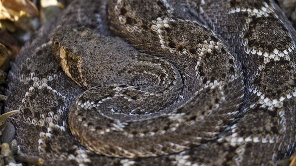 Překvapivá tajemství hadů