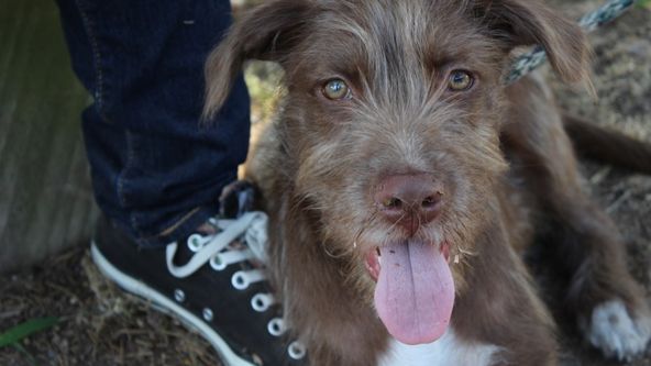 Soutěž o renovaci zvířecích útulků (2)