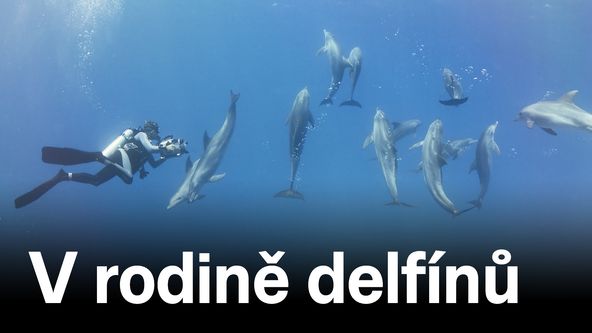 V rodině delfínů