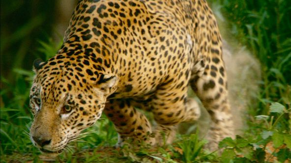 Království divočiny: Stárnoucí jaguár