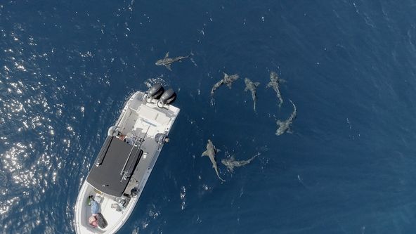 Čelisti versus čluny