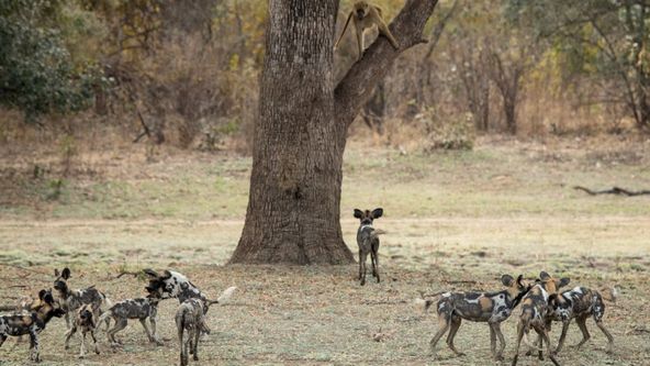 Psi hyenovití: Ve smečce (5)