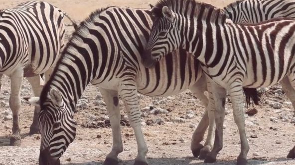 Život ve vedrech: Afrika (5)