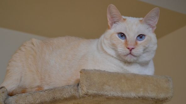 Má pekelná kočka VII (4/10)