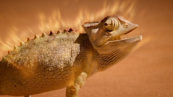 Divocí, chytří a smrtící (4)