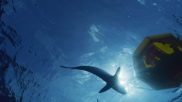 Ztroskotání mezi žraloky