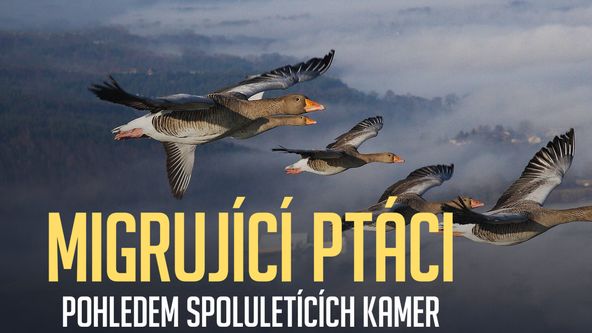Migrující ptáci pohledem spoluletících kamer