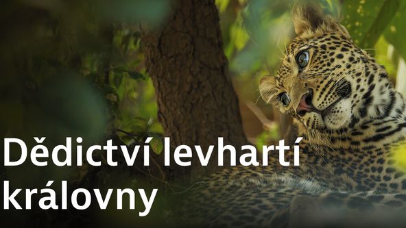 Dědictví levhartí královny
