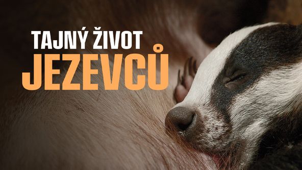 Tajný život jezevců