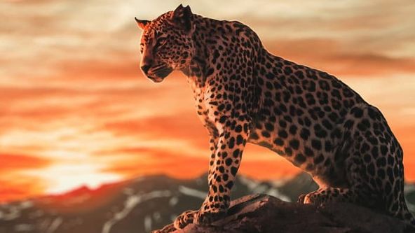 Narodení v divočine