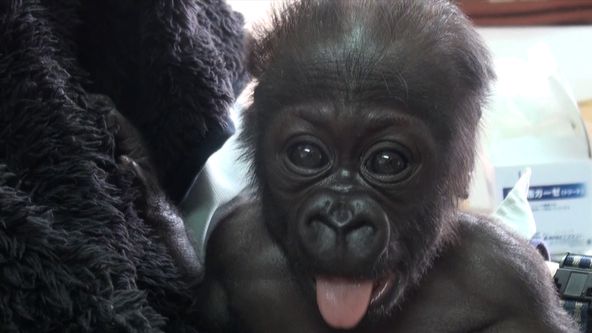 Příběhy zvířecích miminek