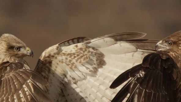 Vltava - zlatá řeka