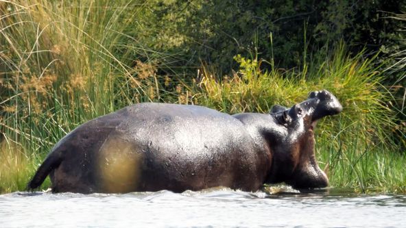 Moremi, království hrochů