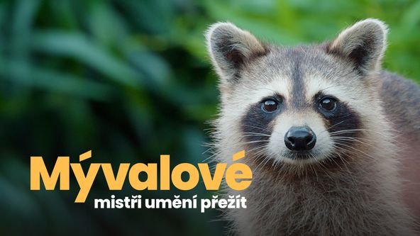 Mývalové - mistři umění přežít