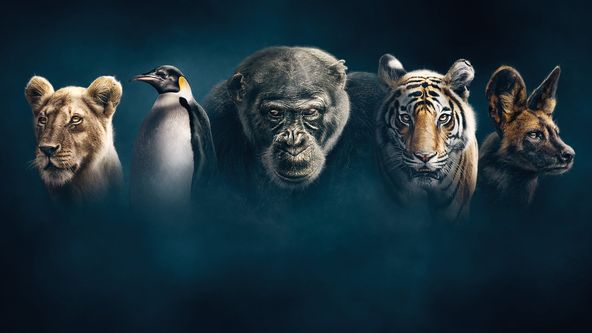 Zvířecí dynastie II (5)